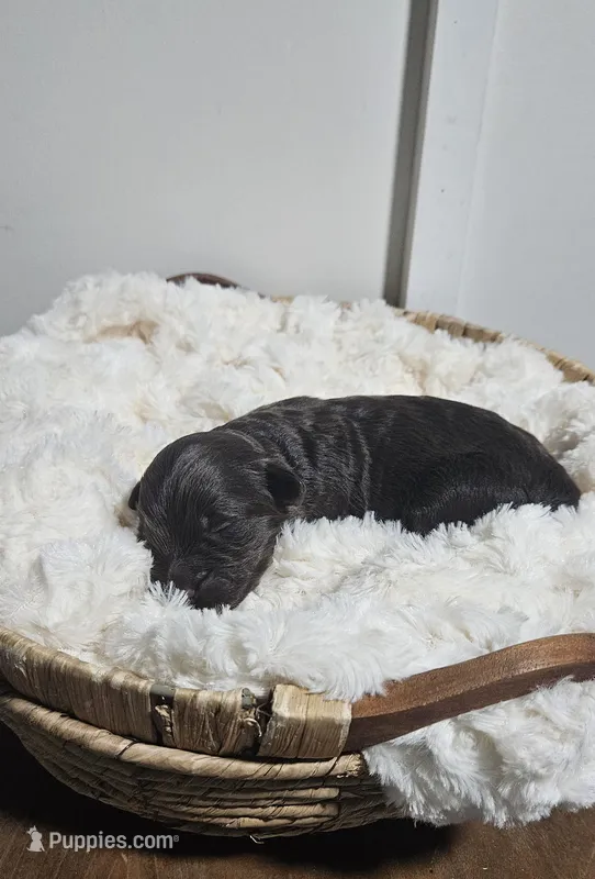 Rosco – Portuguese Water Dog puppy for sale in Claypool, IN