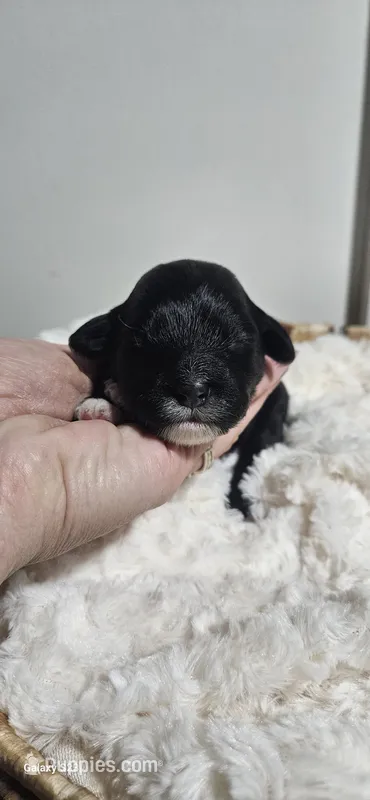 Dotty – Portuguese Water Dog puppy for sale in Claypool, IN