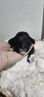 Dotty, a female Portuguese Water Dog for sale in Claypool, IN – 1 of 1