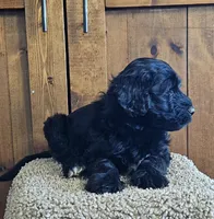 Sailor , a male Portuguese Water Dog for sale in Claypool, IN – 2 of 7