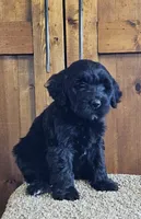 Millicent, a female Portuguese Water Dog for sale in Claypool, IN – 3 of 5