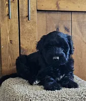Sailor , a male Portuguese Water Dog for sale in Claypool, IN – 3 of 7
