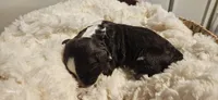 Bartholomew , a male Portuguese Water Dog for sale in Claypool, IN – 3 of 3
