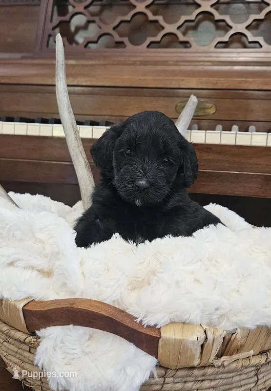 Millicent – Portuguese Water Dog puppy for sale in Claypool, IN
