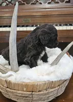 Rosco, a male Portuguese Water Dog for sale in Claypool, IN – 6 of 10
