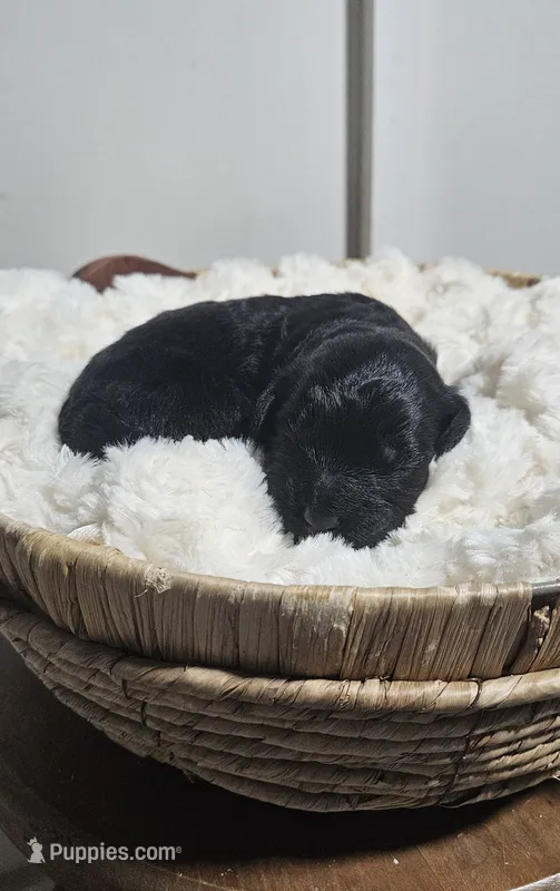 Enzo – Portuguese Water Dog puppy for sale in Claypool, IN