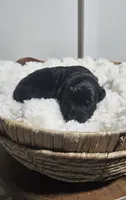 Enzo, a male Portuguese Water Dog for sale in Claypool, IN – 1 of 4