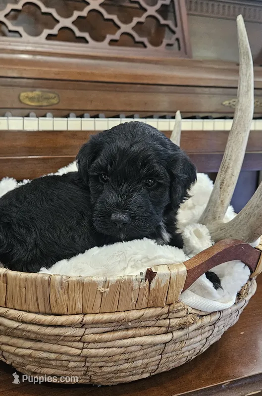 Enzo – Portuguese Water Dog puppy for sale in Claypool, IN