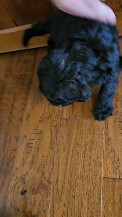 Sailor , a male Portuguese Water Dog for sale in Claypool, IN – 7 of 7
