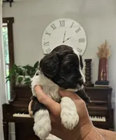 Bartholomew , a male Portuguese Water Dog for sale in Claypool, IN – 3 of 9