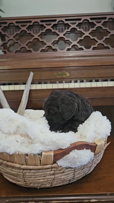 Drake, a male Portuguese Water Dog for sale in Claypool, IN – 9 of 9