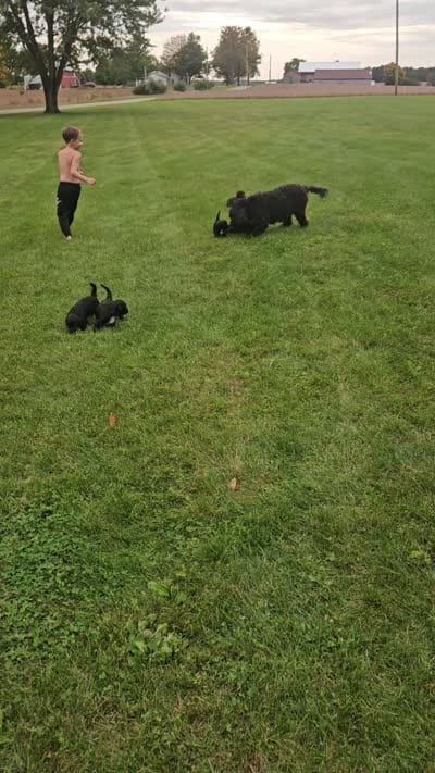 Sailor , a male Portuguese Water Dog for sale in Claypool, IN – 4 of 7