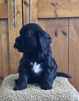 Rio, a female Portuguese Water Dog for sale in Claypool, IN – 2 of 6