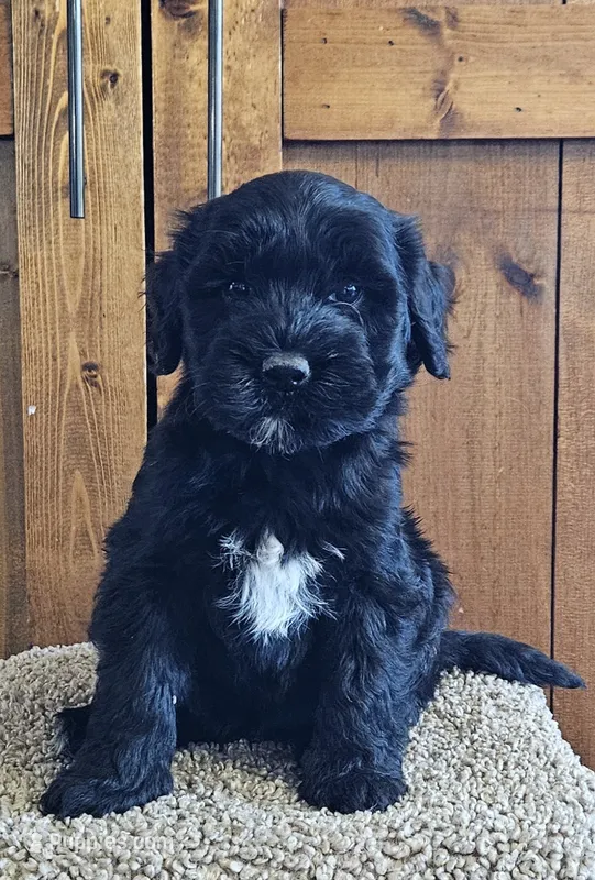 Rio – Portuguese Water Dog puppy for sale in Claypool, IN