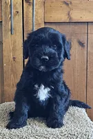 Rio, a female Portuguese Water Dog for sale in Claypool, IN – 1 of 6