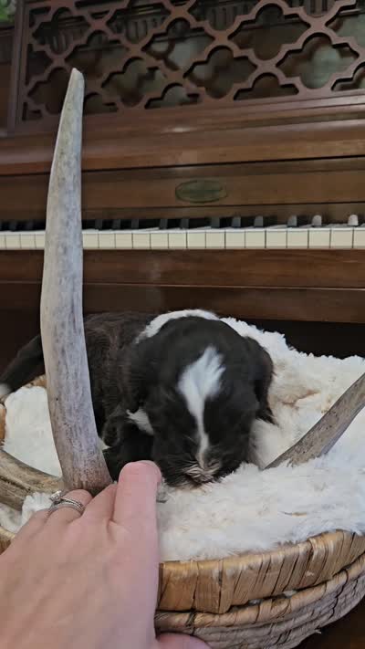 Bartholomew , a male Portuguese Water Dog for sale in Claypool, IN – 9 of 9