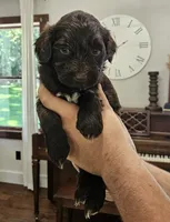 Rosco, a male Portuguese Water Dog for sale in Claypool, IN – 7 of 10