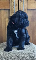 Enzo, a male Portuguese Water Dog for sale in Claypool, IN – 3 of 6