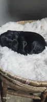 Sailor , a male Portuguese Water Dog for sale in Claypool, IN – 3 of 3