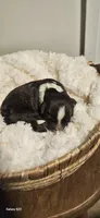 Bartholomew , a male Portuguese Water Dog for sale in Claypool, IN – 1 of 3