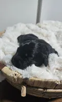 Millicent, a female Portuguese Water Dog for sale in Claypool, IN – 2 of 2