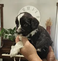 Bartholomew , a male Portuguese Water Dog for sale in Claypool, IN – 8 of 9