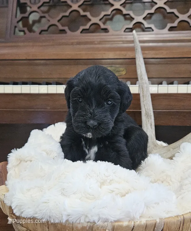 Rio – Portuguese Water Dog puppy for sale in Claypool, IN