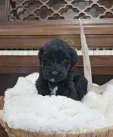 Rio, a female Portuguese Water Dog for sale in Claypool, IN – 6 of 6