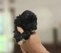 Dottie, a female Portuguese Water Dog for sale in Claypool, IN – 4 of 5