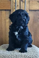Enzo, a male Portuguese Water Dog for sale in Claypool, IN – 1 of 6