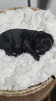 Rio, a female Portuguese Water Dog for sale in Claypool, IN – 2 of 2