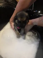 Danny, a male German Shepherd Dog for sale in Lake City, FL – Photo 5 of 8