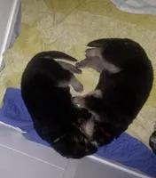 Danny, a male German Shepherd Dog for sale in Lake City, FL – Photo 4 of 8