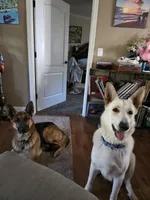 Danny, a male German Shepherd Dog for sale in Lake City, FL – Photo 8 of 8