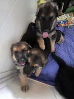 Danny, a male German Shepherd Dog for sale in Lake City, FL – Photo 7 of 8