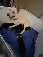 Danny, a male German Shepherd Dog for sale in Lake City, FL – Photo 6 of 8