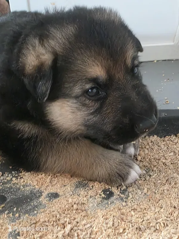 Rocket – German Shepherd Dog puppy for sale in Lake City, FL
