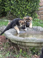 Rocket, a male German Shepherd Dog for sale in Lake City, FL – Photo 3 of 8