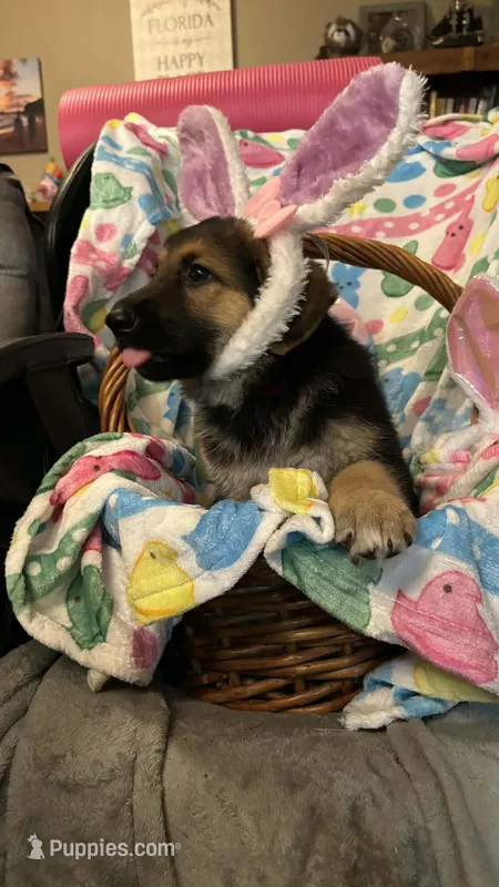 Rocket – German Shepherd Dog puppy for sale in Lake City, FL