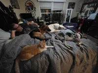 Lil darling , a female German Shepherd Dog for sale in Lake City, FL – Photo 5 of 8