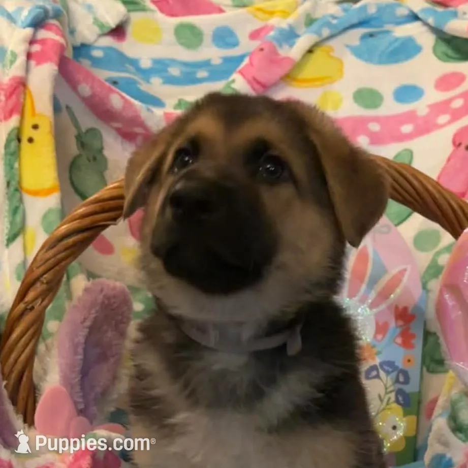 Lil darling  – German Shepherd Dog puppy for sale in Lake City, FL