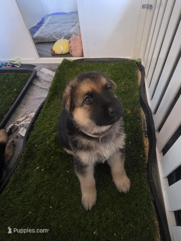 Lil darling  – German Shepherd Dog puppy for sale in Lake City, FL