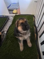 Lil darling , a female German Shepherd Dog for sale in Lake City, FL – Photo 2 of 8