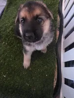 Lil darling , a female German Shepherd Dog for sale in Lake City, FL – Photo 1 of 8