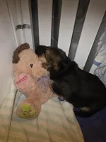 Lil darling , a female German Shepherd Dog for sale in Lake City, FL – Photo 3 of 8