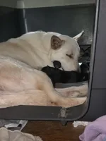 Lil darling , a female German Shepherd Dog for sale in Lake City, FL – Photo 7 of 8