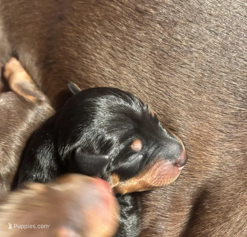 Slick – Miniature Pinscher puppy for sale in Mays Landing, NJ