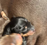 Slick, a male Miniature Pinscher for sale in Mays Landing, NJ – Photo 1 of 5