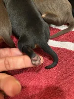 Slick, a male Miniature Pinscher for sale in Mays Landing, NJ – Photo 4 of 5