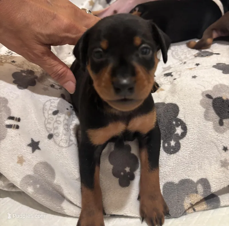 Slick – Miniature Pinscher puppy on hold in Mays Landing, NJ